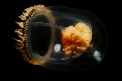 jellyfish with brain by Ig 88 